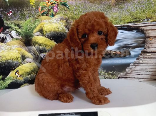Çok Tatlı Erkek Toy Poodle Yavrusu görsel