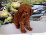 Çok Tatlı erkek toy poodle yavrusu