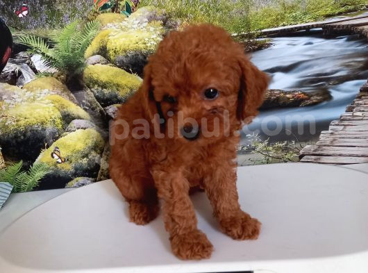 Çok Tatlı Erkek Toy Poodle Yavrusu