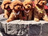 Orijinal a kalitede koyu Kahverengi  Toy poodle yavrular 