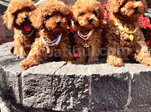 Orijinal a kalitede koyu Kahverengi  Toy poodle yavrular 