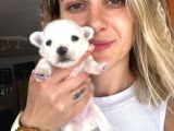 Mini Boy Maltese Yavrular