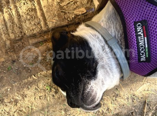 Tamamen Ücretsiz Boston Terrier görsel