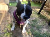 Tamamen ücretsiz Boston Terrier
