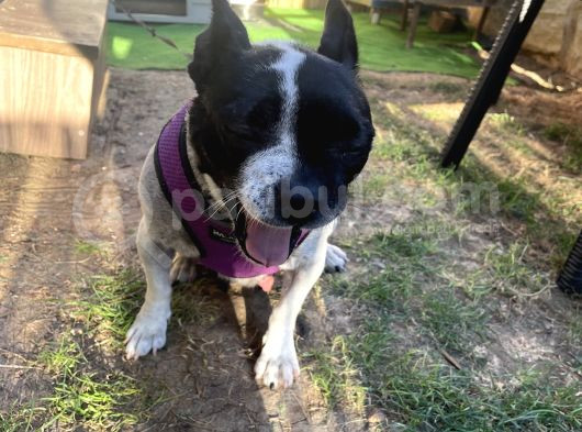 Tamamen Ücretsiz Boston Terrier