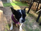 Tamamen Ücretsiz Boston Terrier