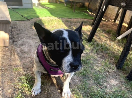 Tamamen Ücretsiz Boston Terrier görsel