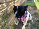 Tamamen Ücretsiz Boston Terrier