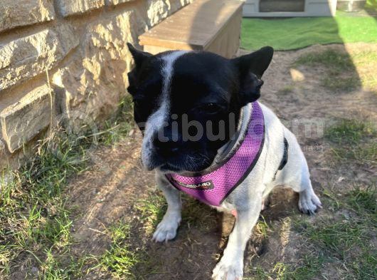 Tamamen Ücretsiz Boston Terrier görsel