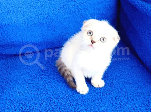 Tesli̇me Hazir Scotti̇sh Fold Bulupoi̇nt