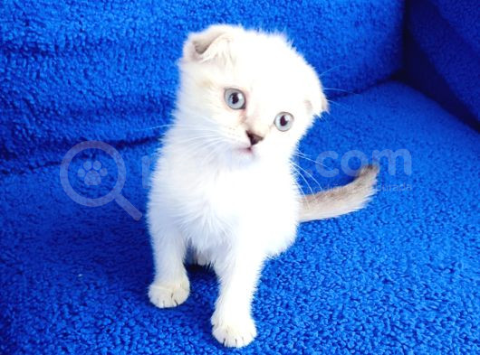 Tesli̇me Hazir Scotti̇sh Fold Bulupoi̇nt görsel