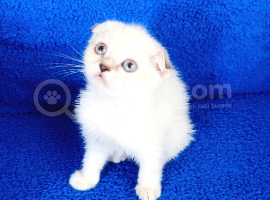 Tesli̇me Hazir Scotti̇sh Fold Bulupoi̇nt görsel