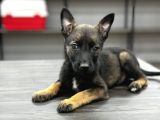 Safkan Harika Malinois Belçika Yavrum