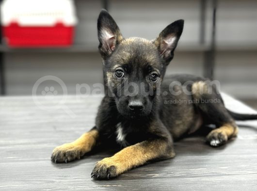 Safkan Harika Malinois Belçika Yavrum görsel
