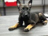 Safkan harika malinois belçika yavrum