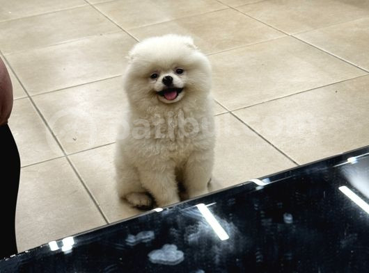 Kar Beyazı Ayı Surat Pomerian Bo Yavrum görsel