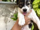 Kendi Köpeğimizin Yavrusuna Sahiplendirme Yuva Arıyoruz
