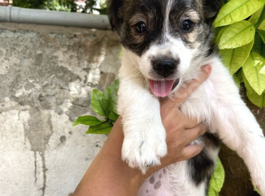 Kendi Köpeğimizin Yavrusuna Sahiplendirme Yuva Arıyoruz görsel