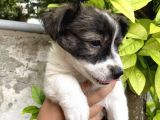 Kendi köpeğimizin yavrusuna sahiplendirme yuva arıyoruz