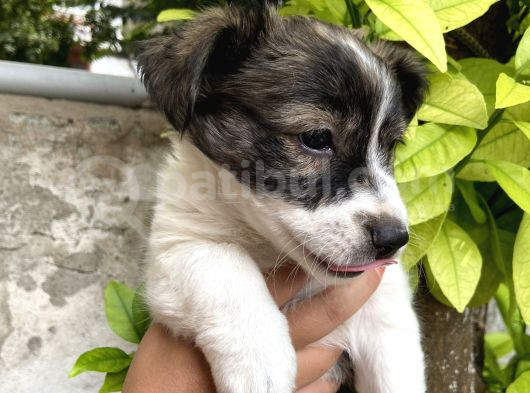 Kendi Köpeğimizin Yavrusuna Sahiplendirme Yuva Arıyoruz