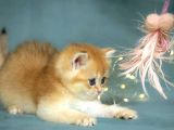 Lisanslı Üreticiden British Shorthair Golden