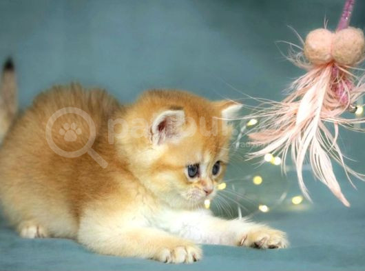 Lisanslı Üreticiden British Shorthair Golden görsel