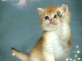 Lisanslı Üreticiden british shorthair golden