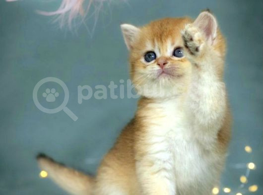 Lisanslı Üreticiden British Shorthair Golden