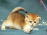 Lisanslı Üreticiden British Shorthair Golden