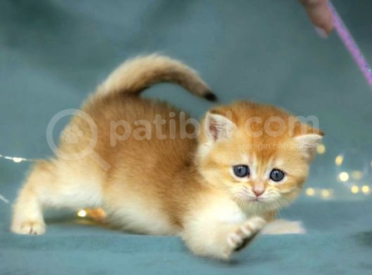 Lisanslı Üreticiden British Shorthair Golden görsel