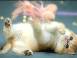 Lisanslı Üreticiden British Shorthair Golden