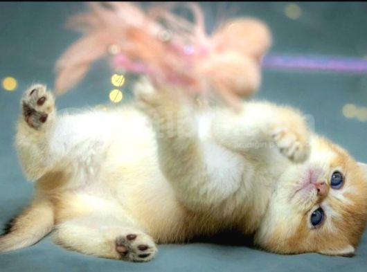 Lisanslı Üreticiden British Shorthair Golden görsel