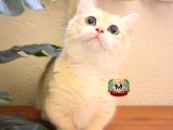 MUNCHKIN CUCE KEDI 