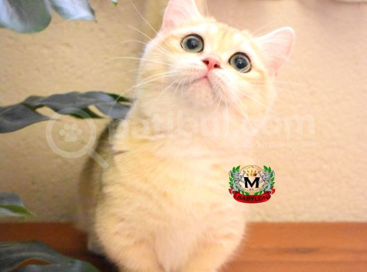 Munchkin Cuce Kedi 