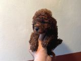 Red Brown Irk Garantili