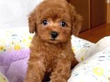 Tooy Poodle Cinsi Yavrular Dişi Erkek Mevcuttur 