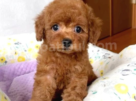 Tooy Poodle Cinsi Yavrular Dişi Erkek Mevcuttur  görsel