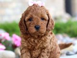 Tooy poodle cinsi yavrular Dişi erkek mevcuttur 