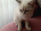 British Shorthair Bluepoint Pamuk