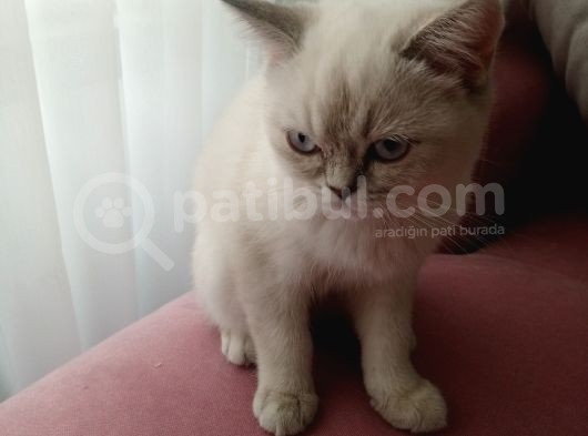 British Shorthair Bluepoint Pamuk görsel