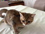 Safkan British Shorthair Golden Yavrular
