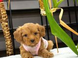 Kahve Tonlu Mini Boy Puppy Sevimli Yavrular Malti̇po Ci̇nsi̇ 