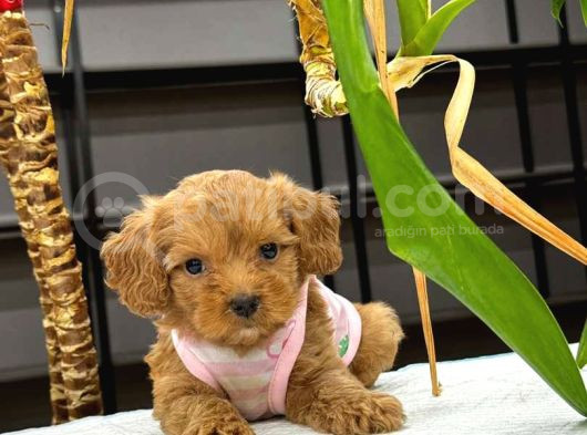 Kahve Tonlu Mini Boy Puppy Sevimli Yavrular Malti̇po Ci̇nsi̇  görsel