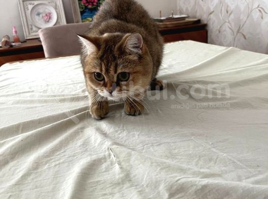 Safkan British Shorthair Golden görsel