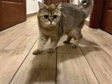 Safkan British Shorthair Golden