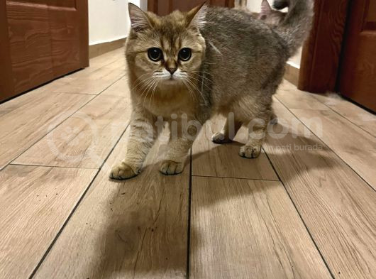 Safkan British Shorthair Golden görsel