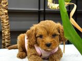Kahve tonlu mini boy puppy sevimli yavrular MALTİPO CİNSİ 