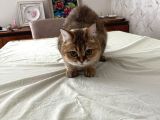 Safkan British Shorthair Golden
