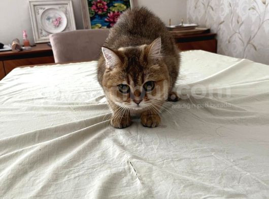 Safkan British Shorthair Golden