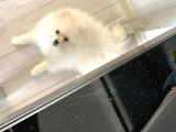 Pomeranian